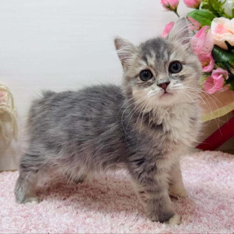 販売中の東京都のラガマフィン-134858