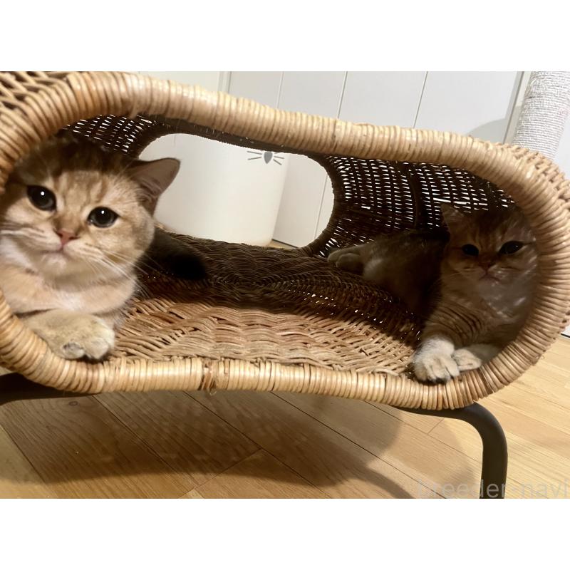 販売中の埼玉県のブリティッシュショートヘア-130379の4枚目