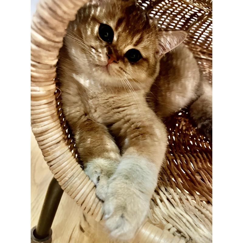 販売中の埼玉県のブリティッシュショートヘア-130378の13枚目