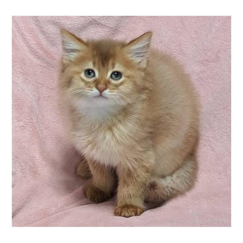 販売中の茨城県のソマリ-134401の8枚目