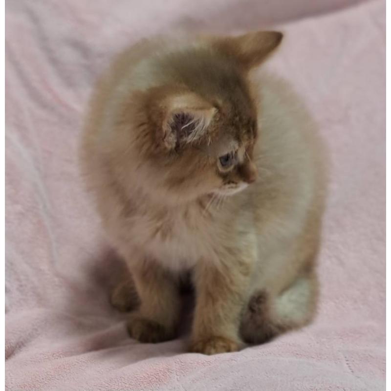 販売中の茨城県のソマリ-134401の6枚目