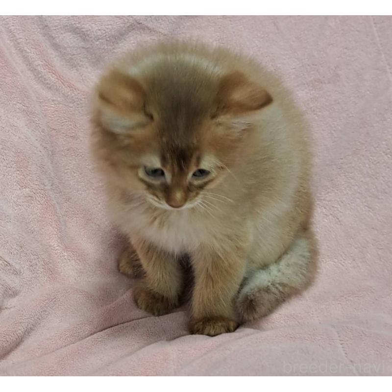 販売中の茨城県のソマリ-134401の5枚目