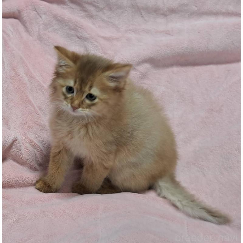 販売中の茨城県のソマリ-134401の4枚目