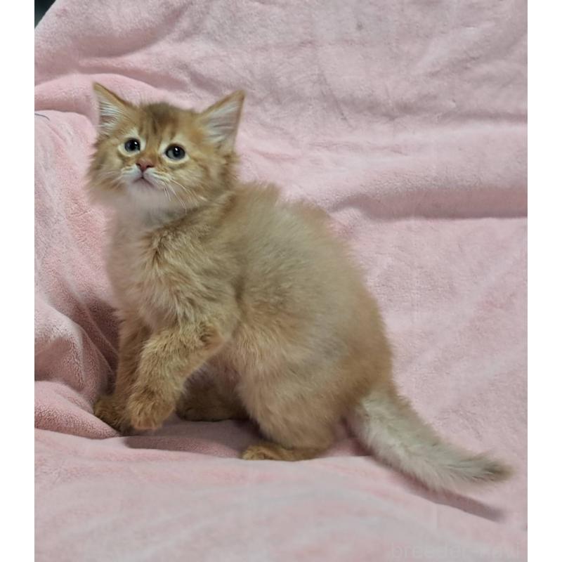 販売中の茨城県のソマリ-134401の3枚目