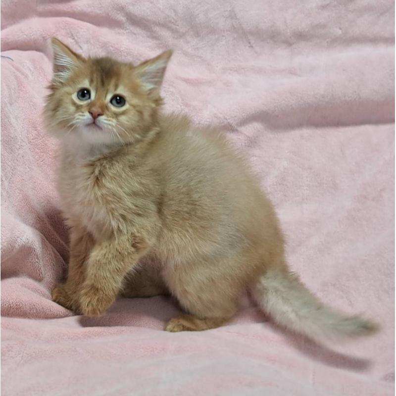 販売中の茨城県のソマリ-134401の2枚目