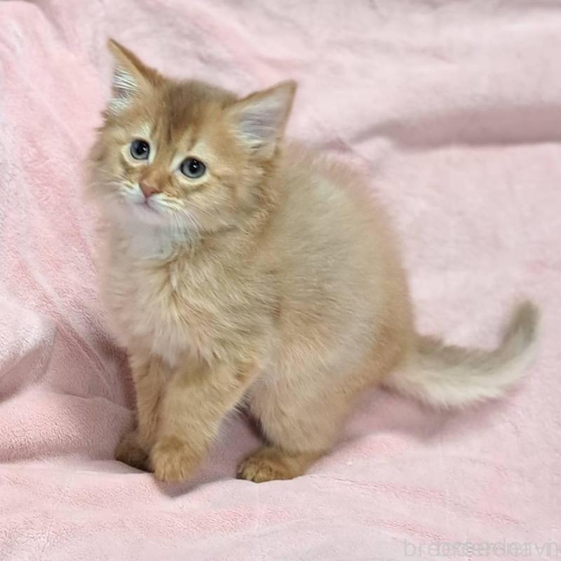 販売中の茨城県のソマリ-134401