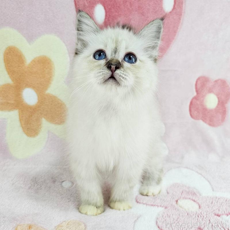 販売中の千葉県のバーマン-133198