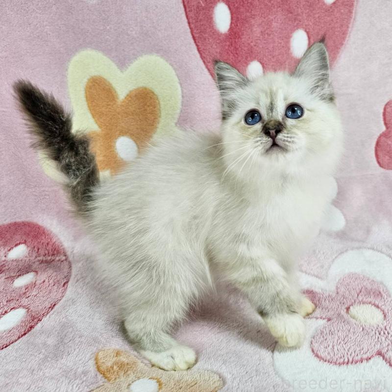 販売中の千葉県のバーマン-133198の6枚目