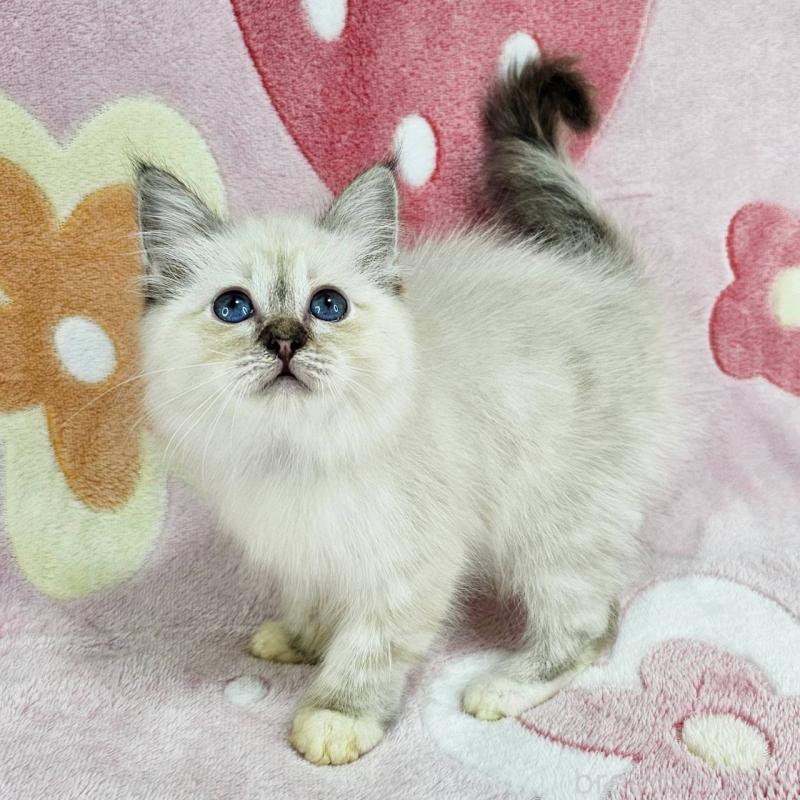 販売中の千葉県のバーマン-133198の5枚目