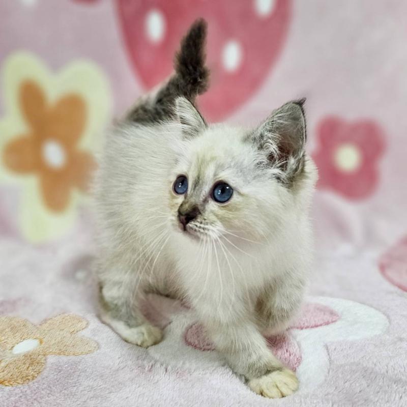 販売中の千葉県のバーマン-133198の4枚目