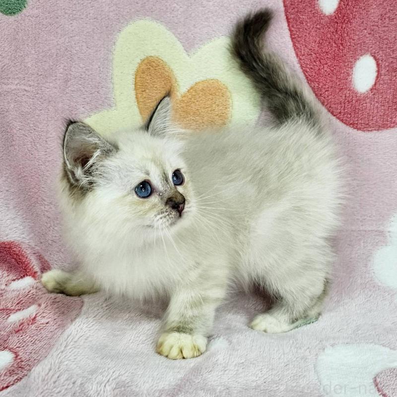 販売中の千葉県のバーマン-133198の3枚目