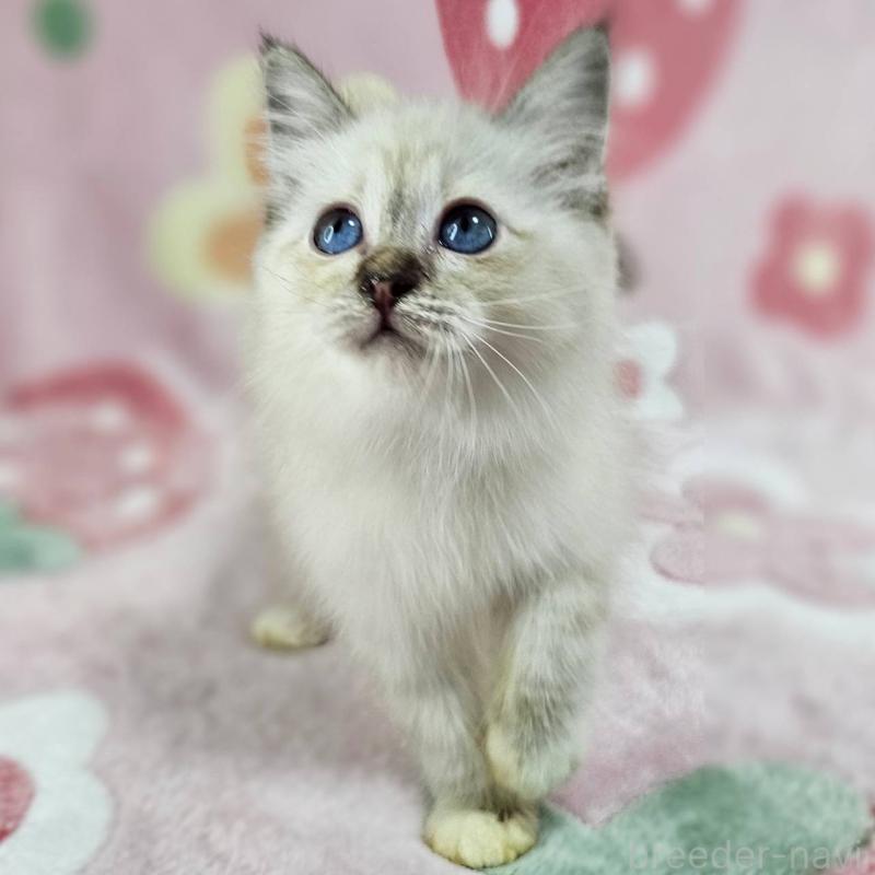 販売中の千葉県のバーマン-133198の2枚目