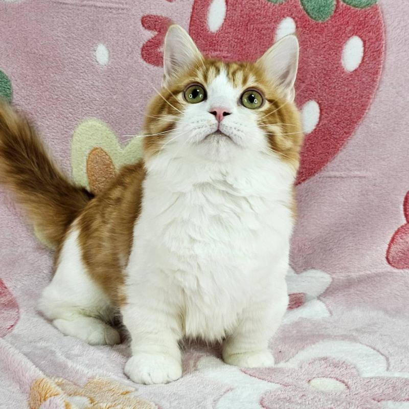 販売中の東京都のマンチカン(短足)-133166