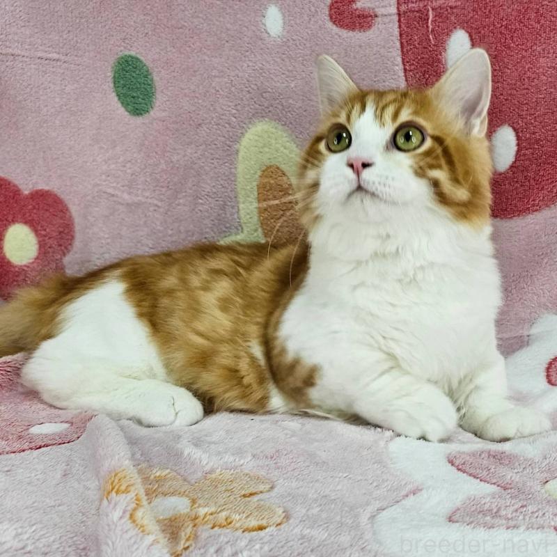 販売中の東京都のマンチカン(短足)-133166の6枚目