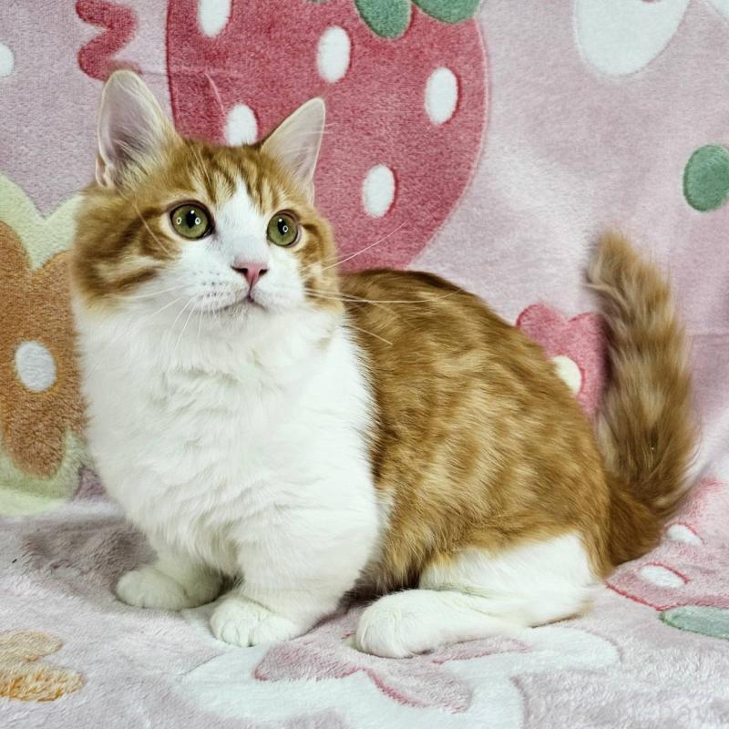 販売中の東京都のマンチカン(短足)-133166の5枚目