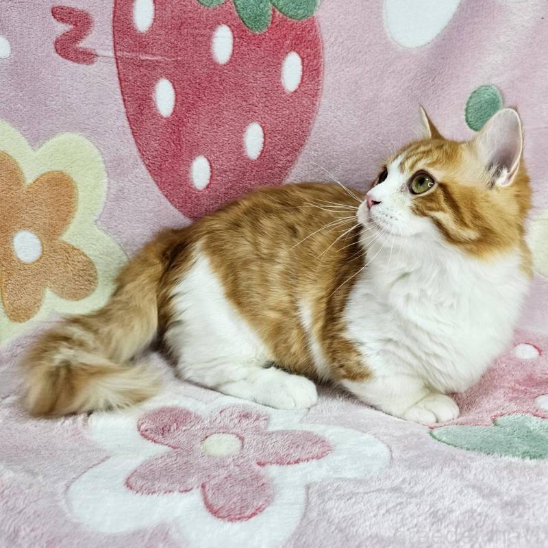 販売中の東京都のマンチカン(短足)-133166の4枚目