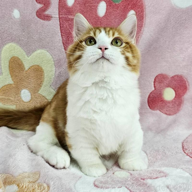 販売中の東京都のマンチカン(短足)-133166の3枚目