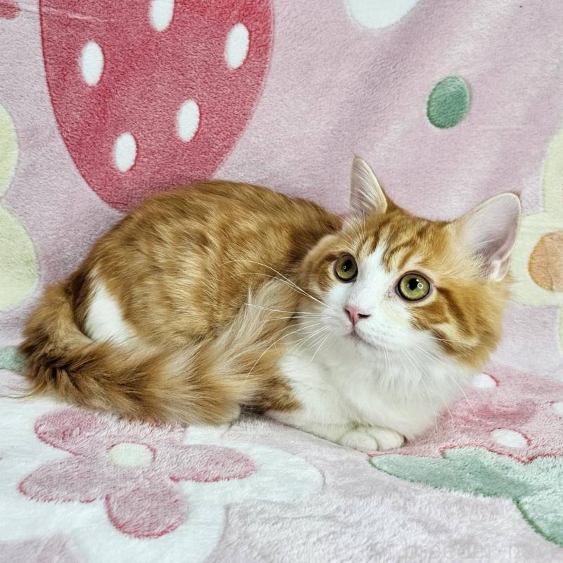 販売中の東京都のマンチカン(短足)-133166の2枚目