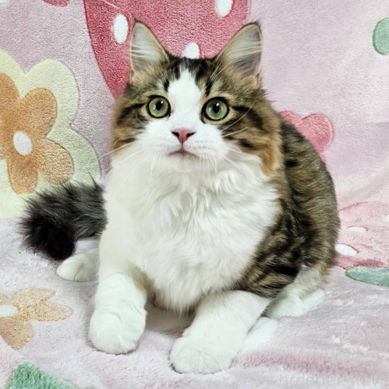 成約済の東京都のマンチカン-133167の1枚目