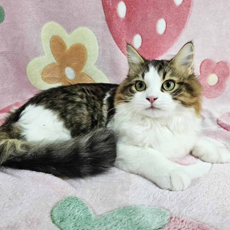 成約済の東京都のマンチカン-133167の6枚目