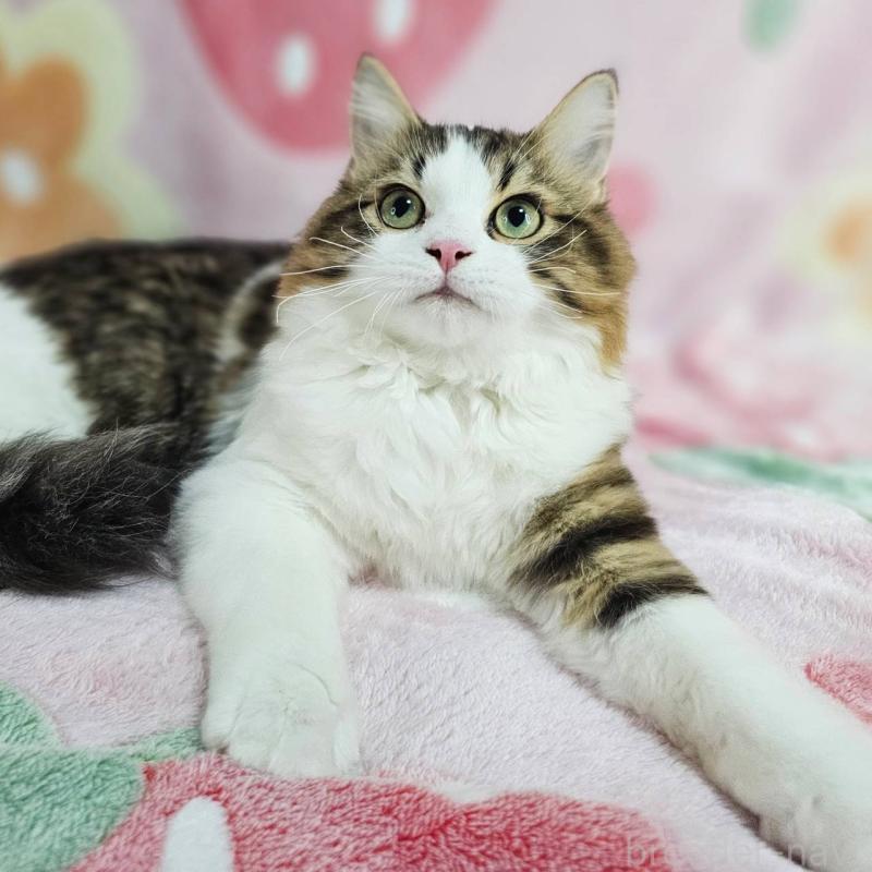 成約済の東京都のマンチカン-133167の4枚目