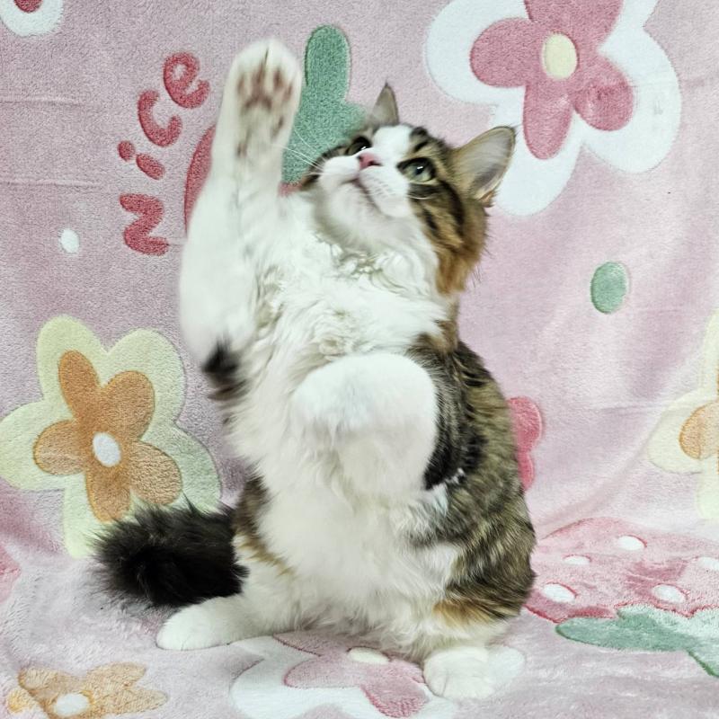 成約済の東京都のマンチカン-133167の3枚目