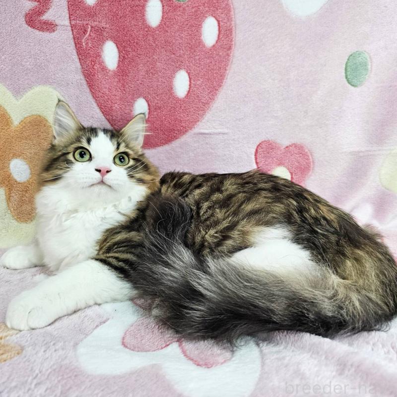 成約済の東京都のマンチカン-133167の2枚目