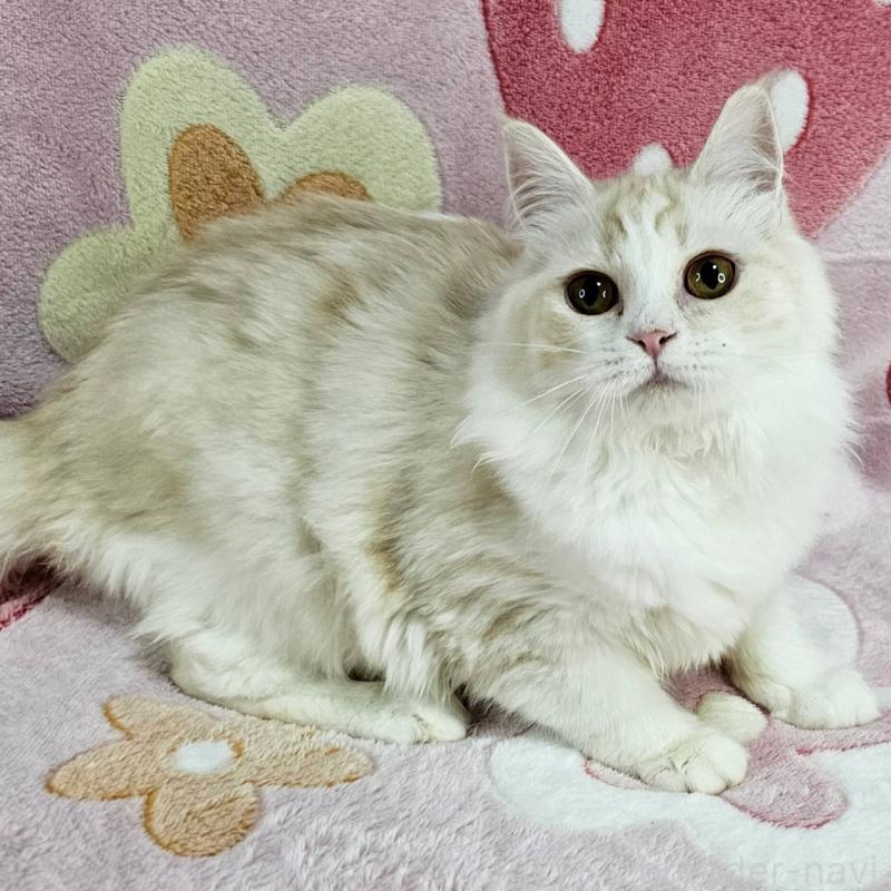 販売中ののマンチカン-133161