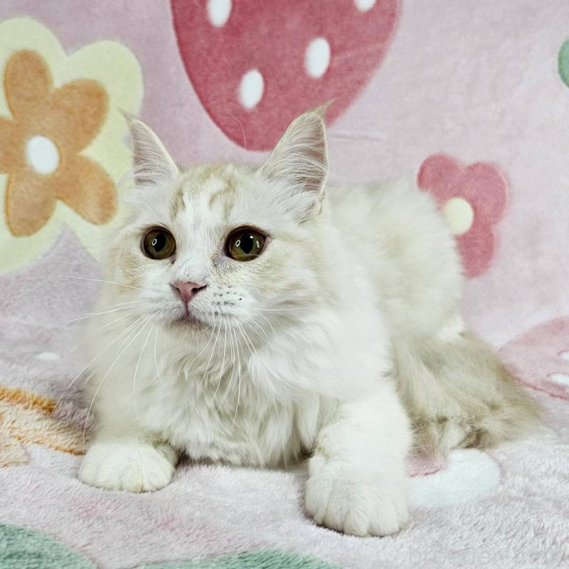 成約済の東京都のマンチカン-133161の5枚目