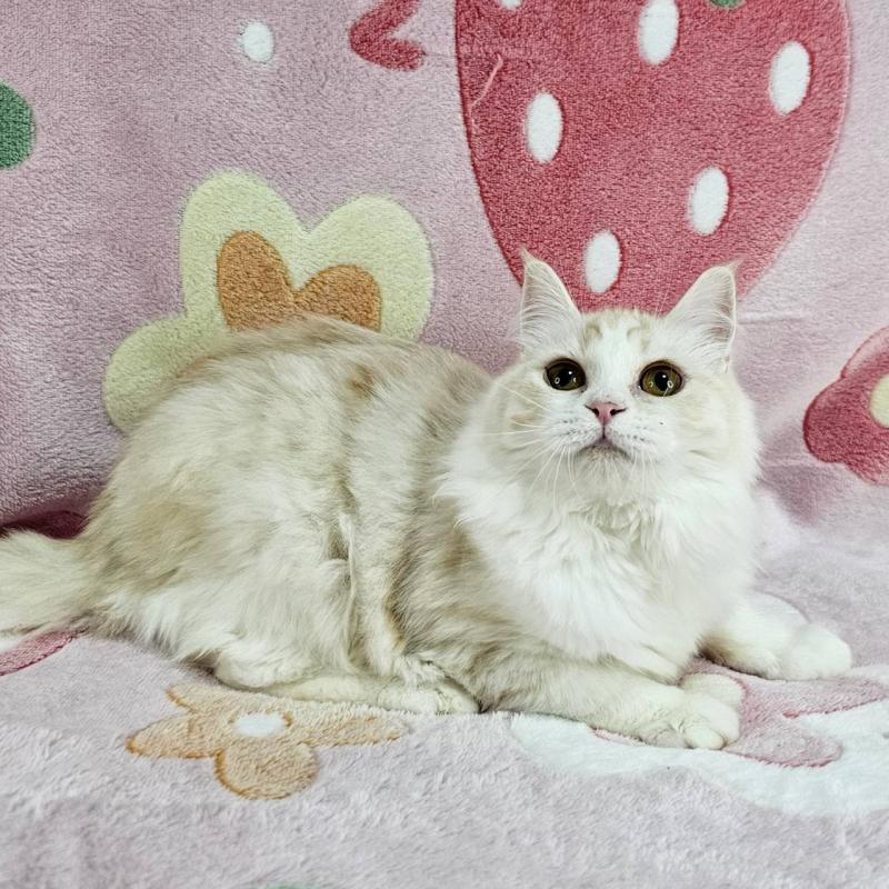 成約済の東京都のマンチカン-133161の4枚目