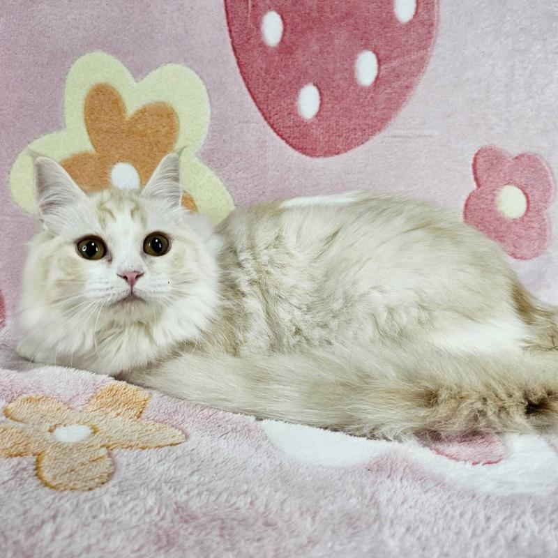 成約済の東京都のマンチカン-133161の3枚目