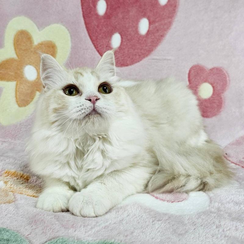 成約済の東京都のマンチカン-133161の2枚目