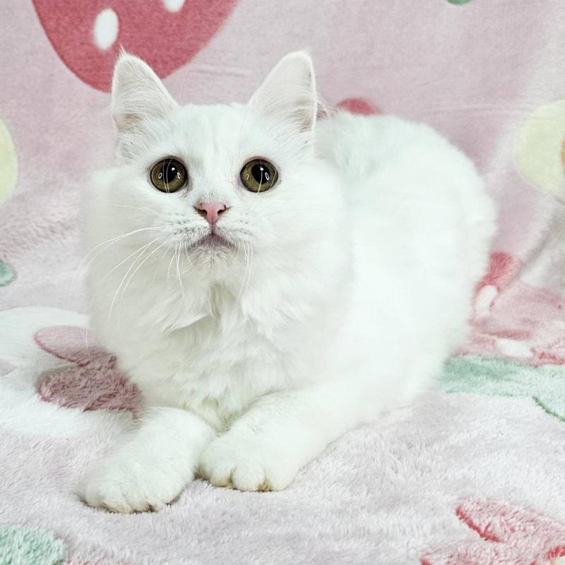 販売中の東京都のマンチカン-133164