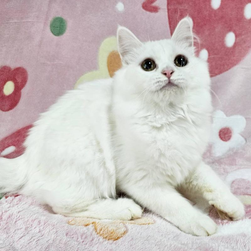 成約済の東京都のマンチカン-133164の6枚目