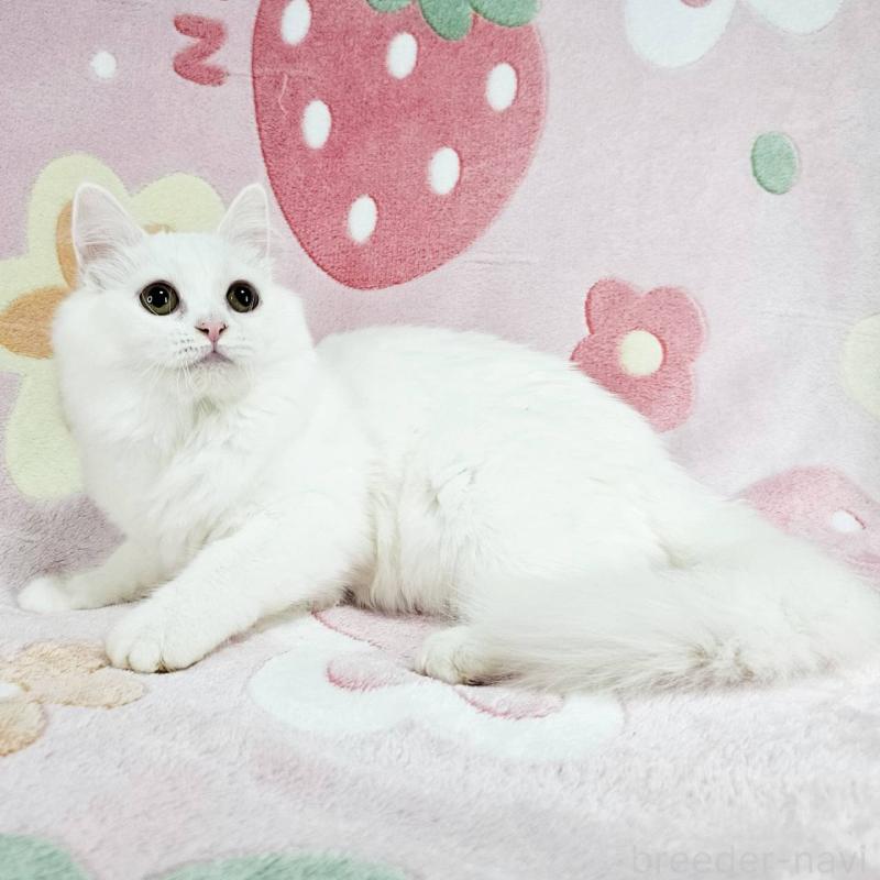 成約済の東京都のマンチカン-133164の5枚目