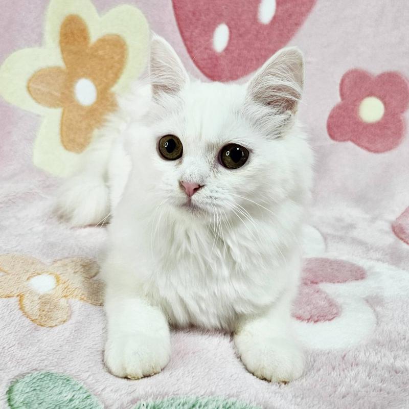 成約済の東京都のマンチカン-133164の3枚目