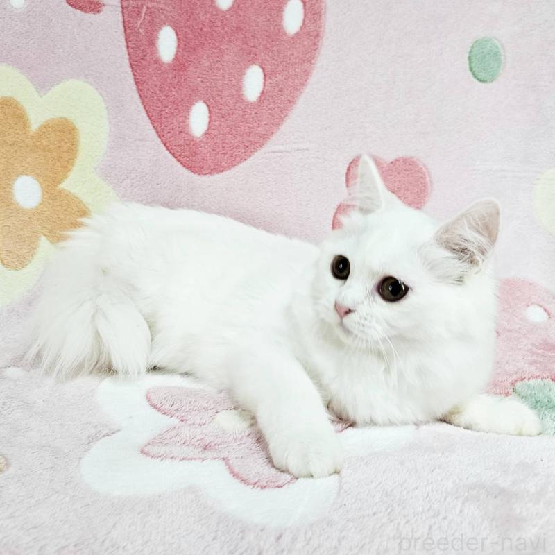 成約済の東京都のマンチカン-133164の2枚目