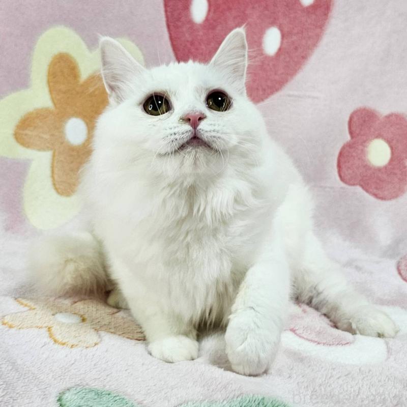 商談中の東京都のマンチカン-133163