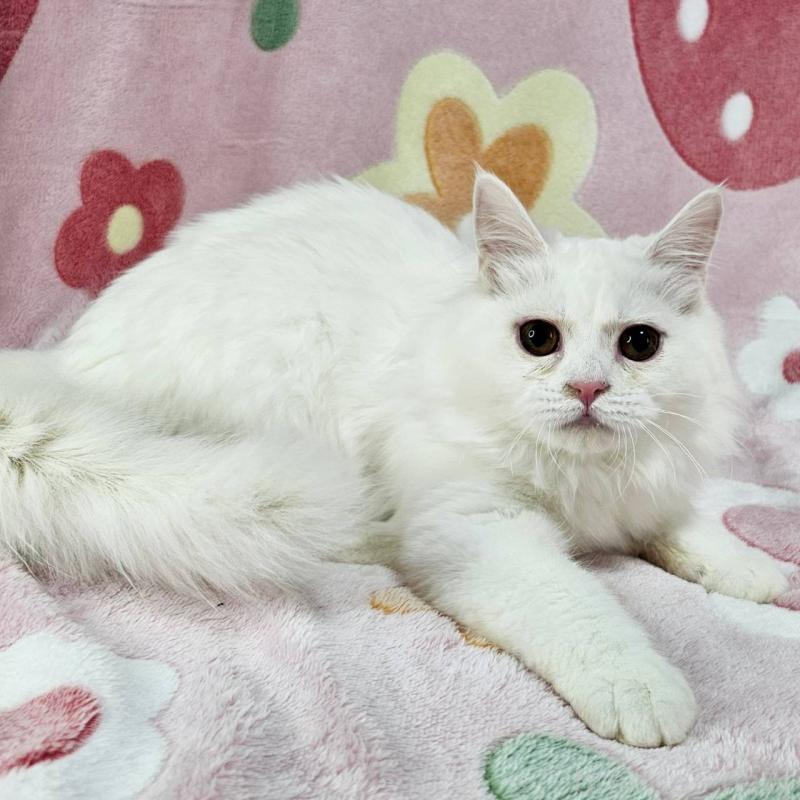 成約済の東京都のマンチカン-133163の5枚目