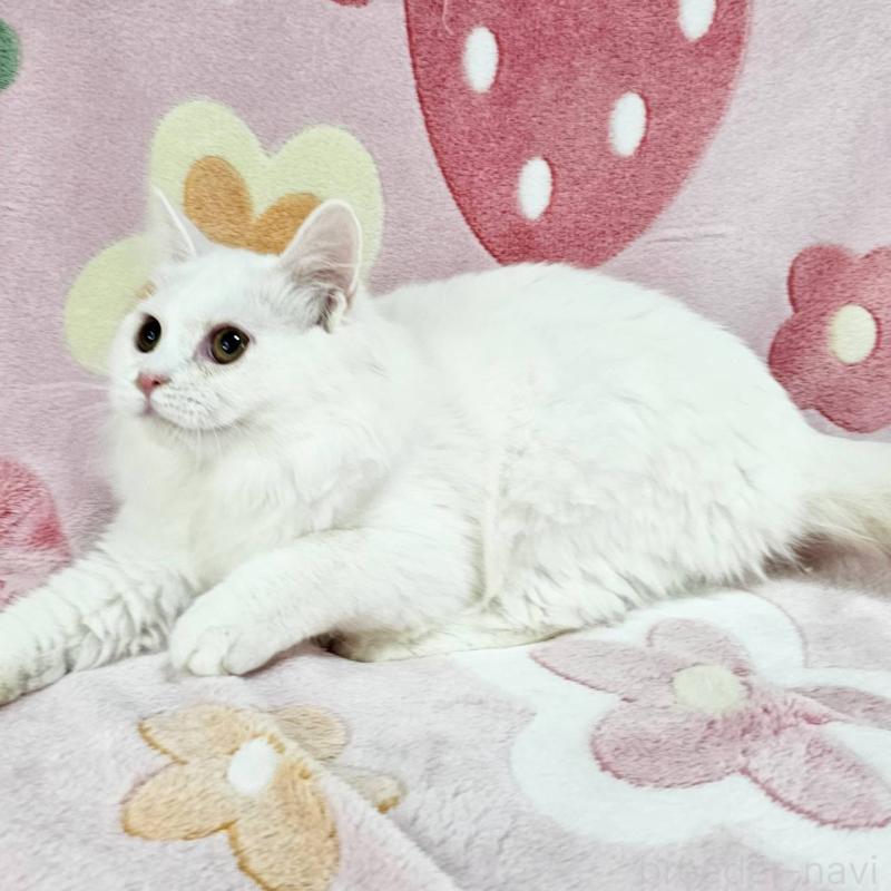 成約済の東京都のマンチカン-133163の4枚目