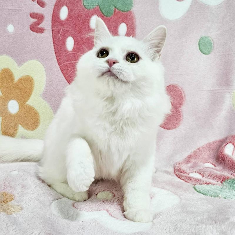 成約済の東京都のマンチカン-133163の3枚目