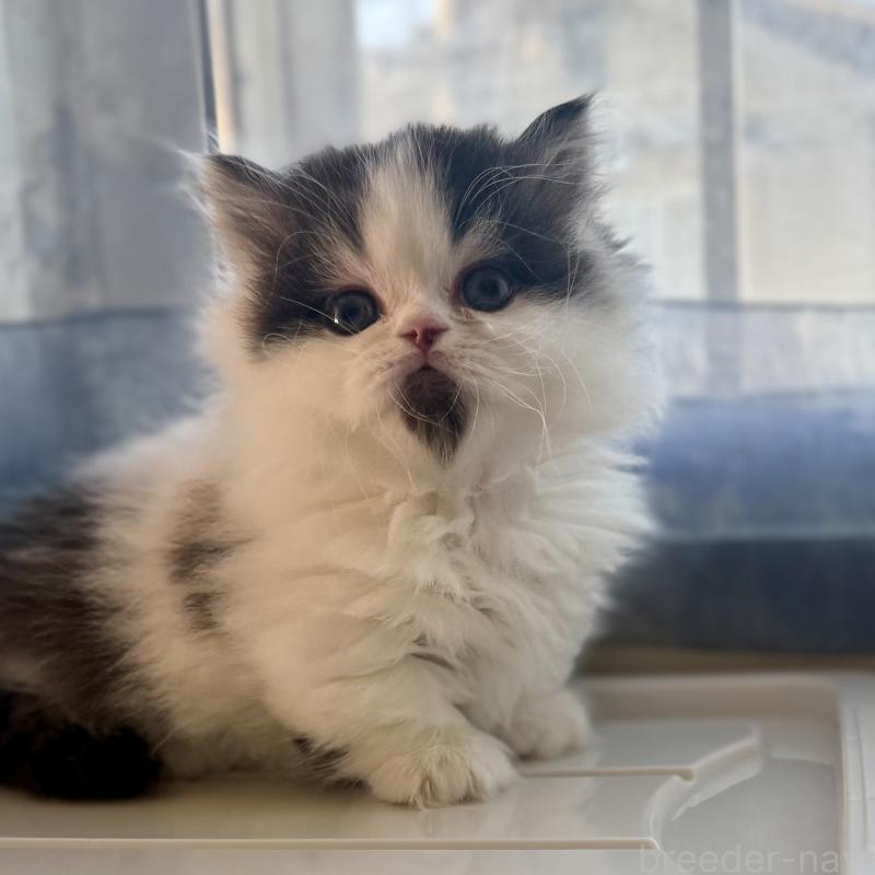 販売中の広島県のミヌエット(短足)-133910