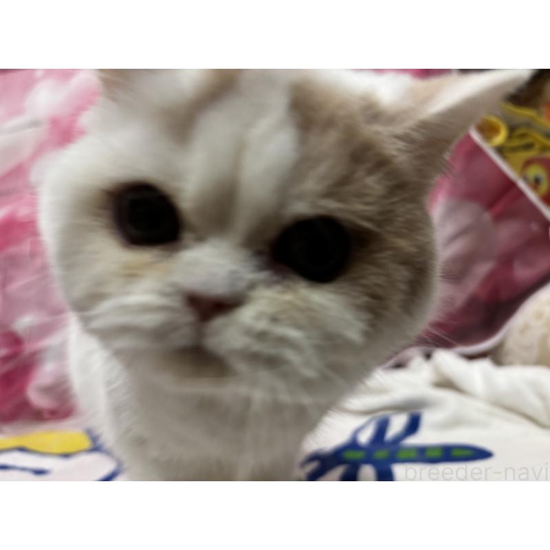 販売中の大阪府のミヌエット-118235の3枚目