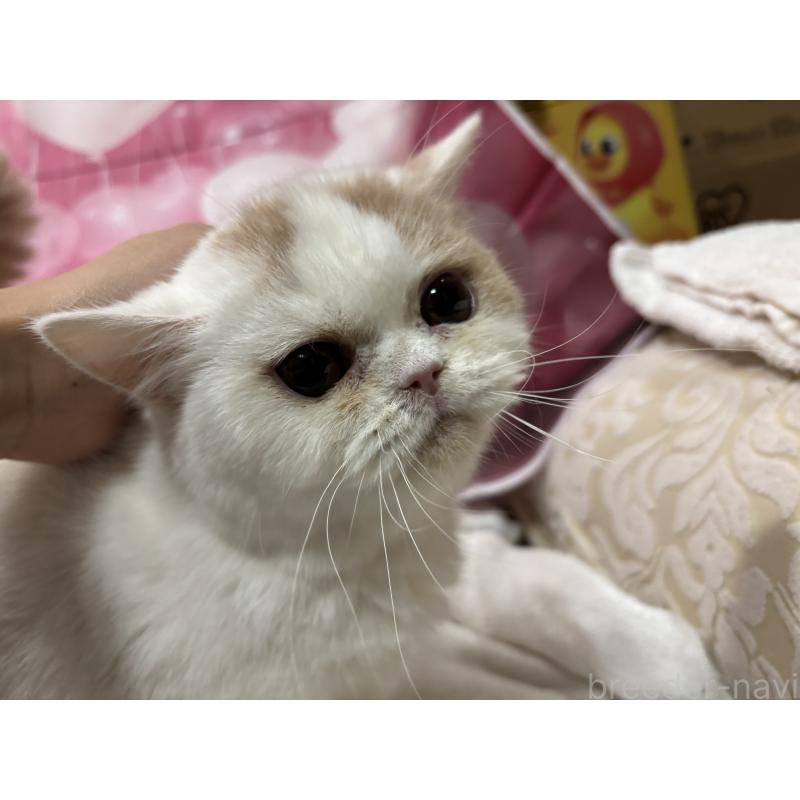 販売中の大阪府のミヌエット-118235の2枚目