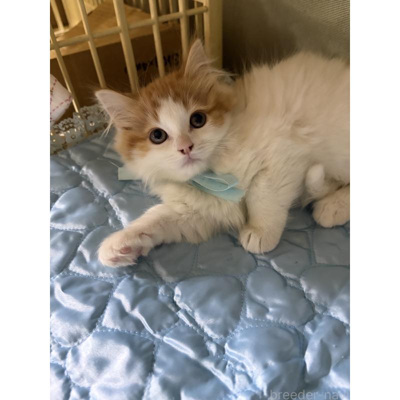 販売中の神奈川県のマンチカン-133032の9枚目