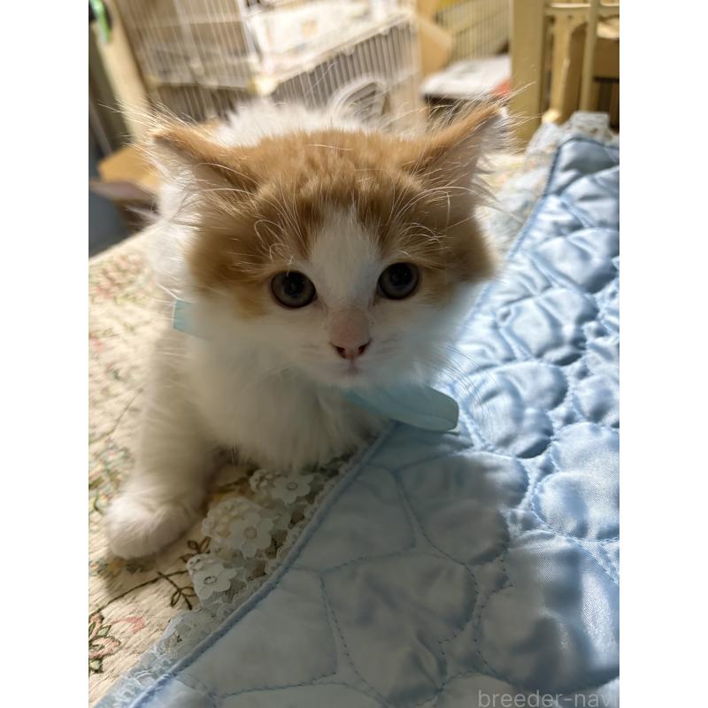 販売中の神奈川県のマンチカン-133032の8枚目