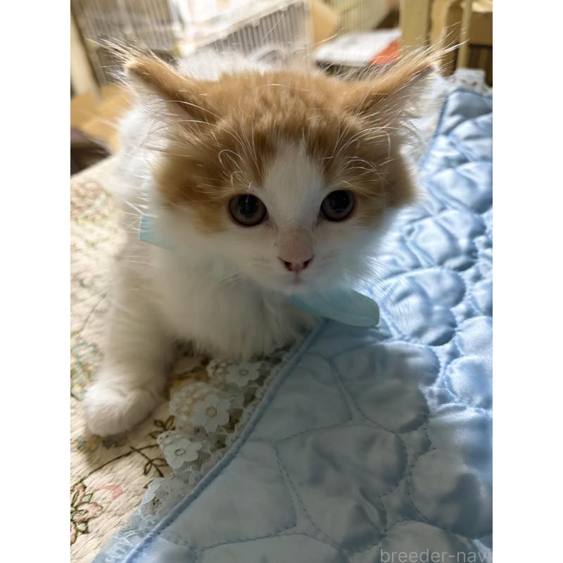 販売中の神奈川県のマンチカン-133032の7枚目