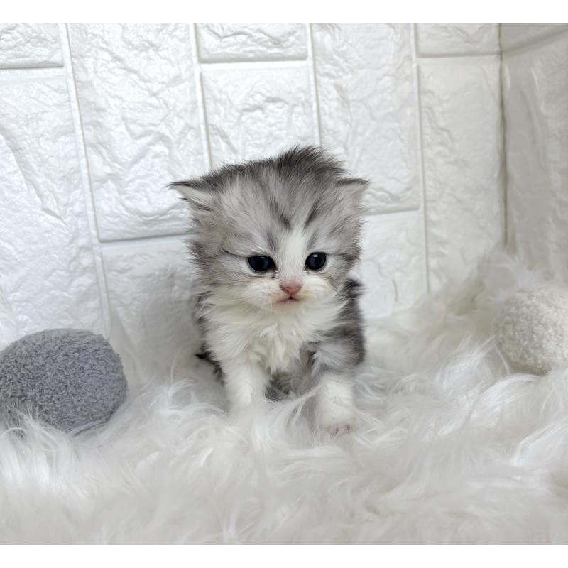 販売中の福岡県のミヌエット-134859の6枚目