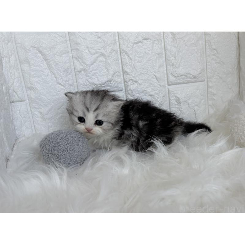 販売中の福岡県のミヌエット-134859の5枚目