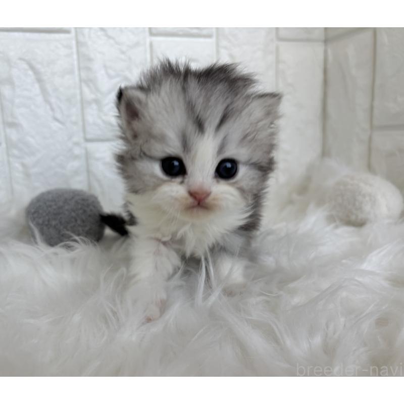 販売中の福岡県のミヌエット-134859の4枚目